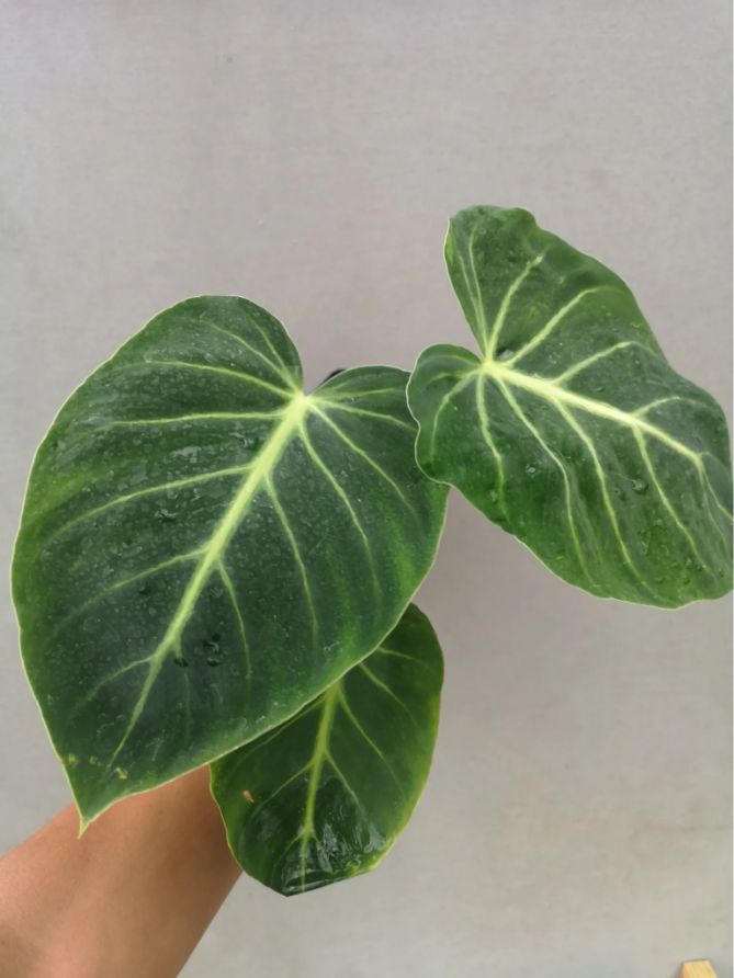 philodendron luxurians philodendron luxurians