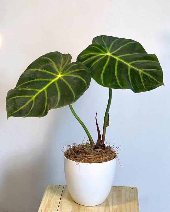 philodendron luxurians