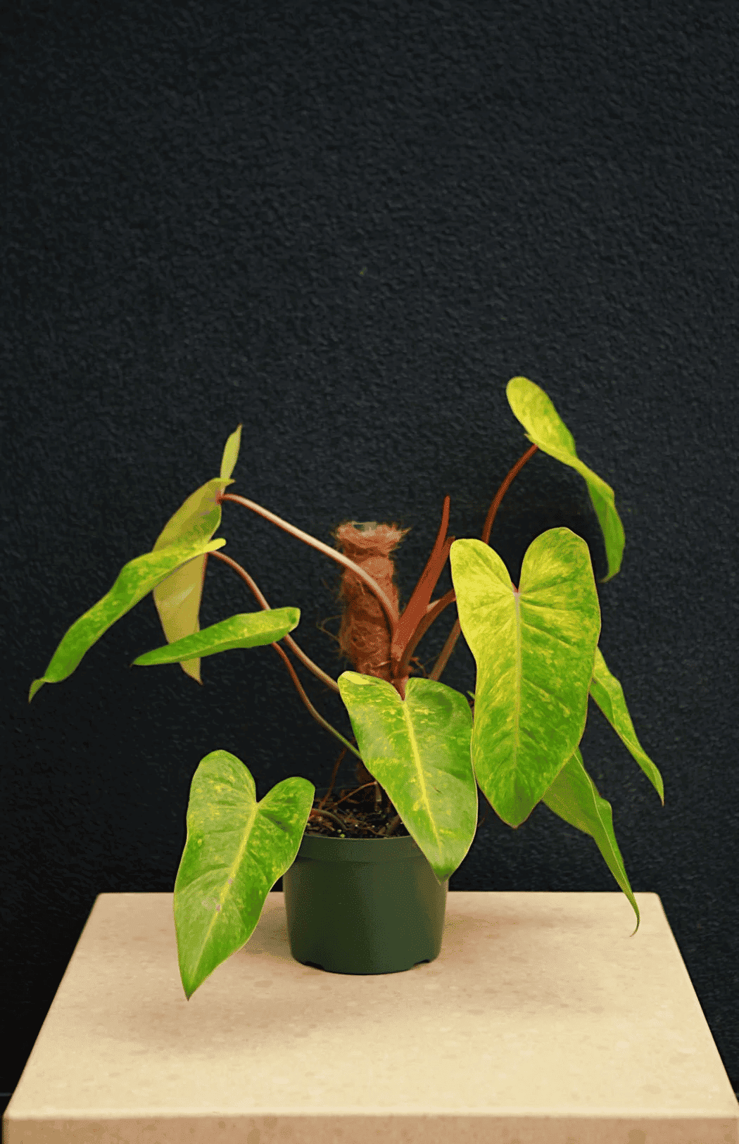Philodendron painted lady in a pot with sphagnum moss pole Philodendron painted lady in a pot with sphagnum moss pole