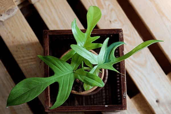 Philodendron Pedatum Philodendron Pedatum