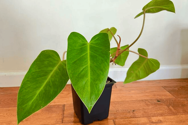 Philodendron placed indoors