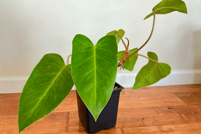 Philodendron placed indoors Philodendron placed indoors