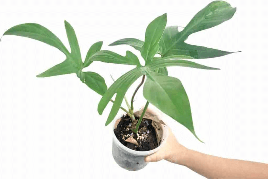 Philodendron Plants
