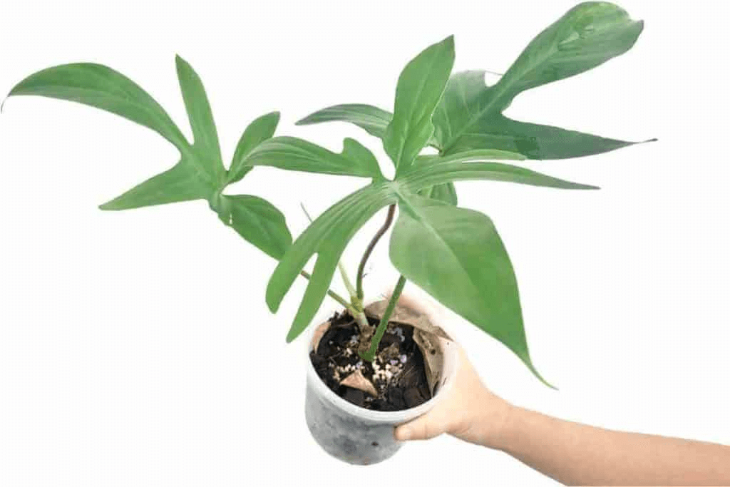 Philodendron Plants Philodendron Plants