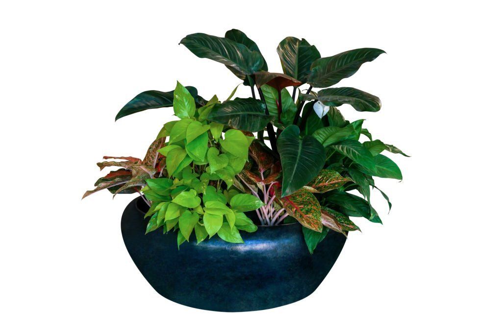 Philodendron Red Congo together with other foliage