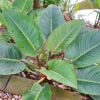 Philodendron Rojo Congo