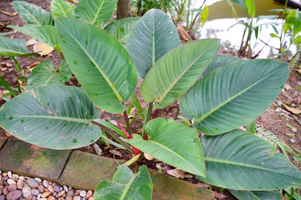 Philodendron Rojo Congo