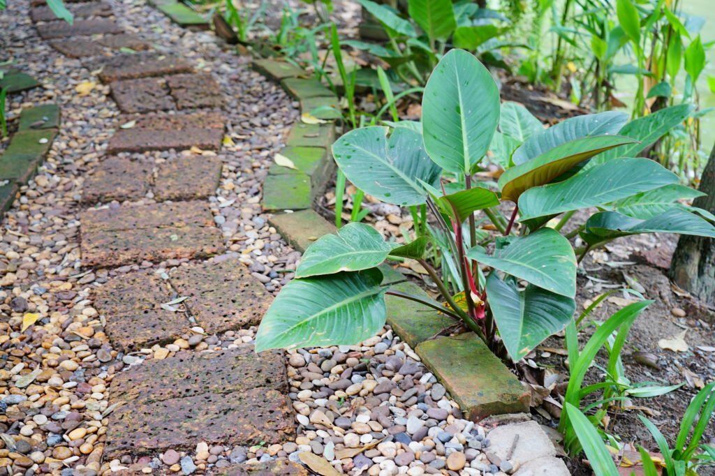 Philodendron Rojo Congo