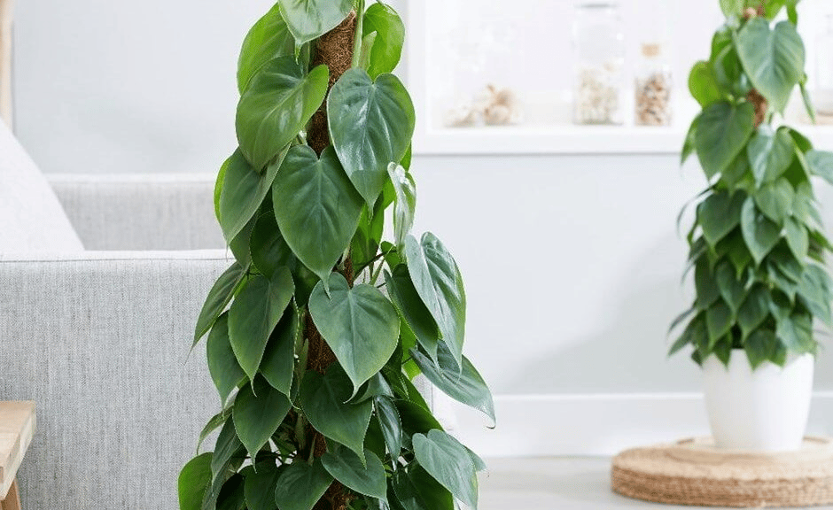philodendron scandens philodendron scandens