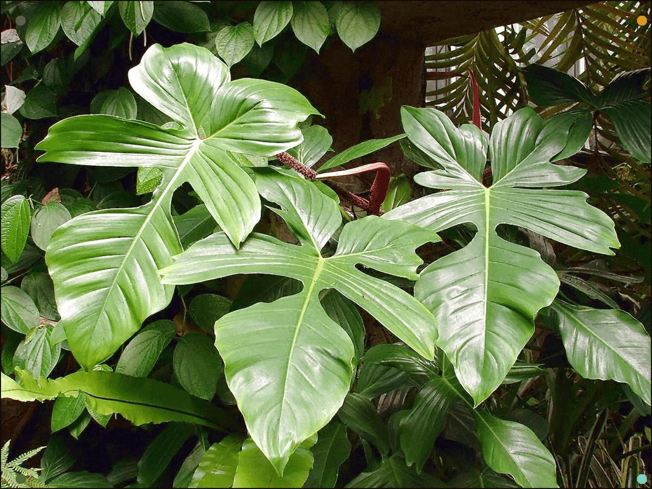 Philodendron Squamicaule vs Squamiferum Philodendron Squamicaule vs Squamiferum