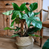 Philodendron squamiferum