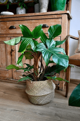 Philodendron squamiferum