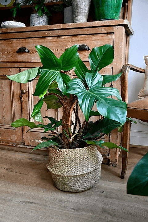 Philodendron squamiferum Philodendron squamiferum