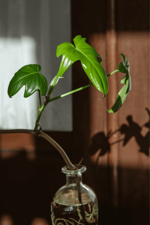 philodendron squamiferum Care Guide philodendron squamiferum Care Guide