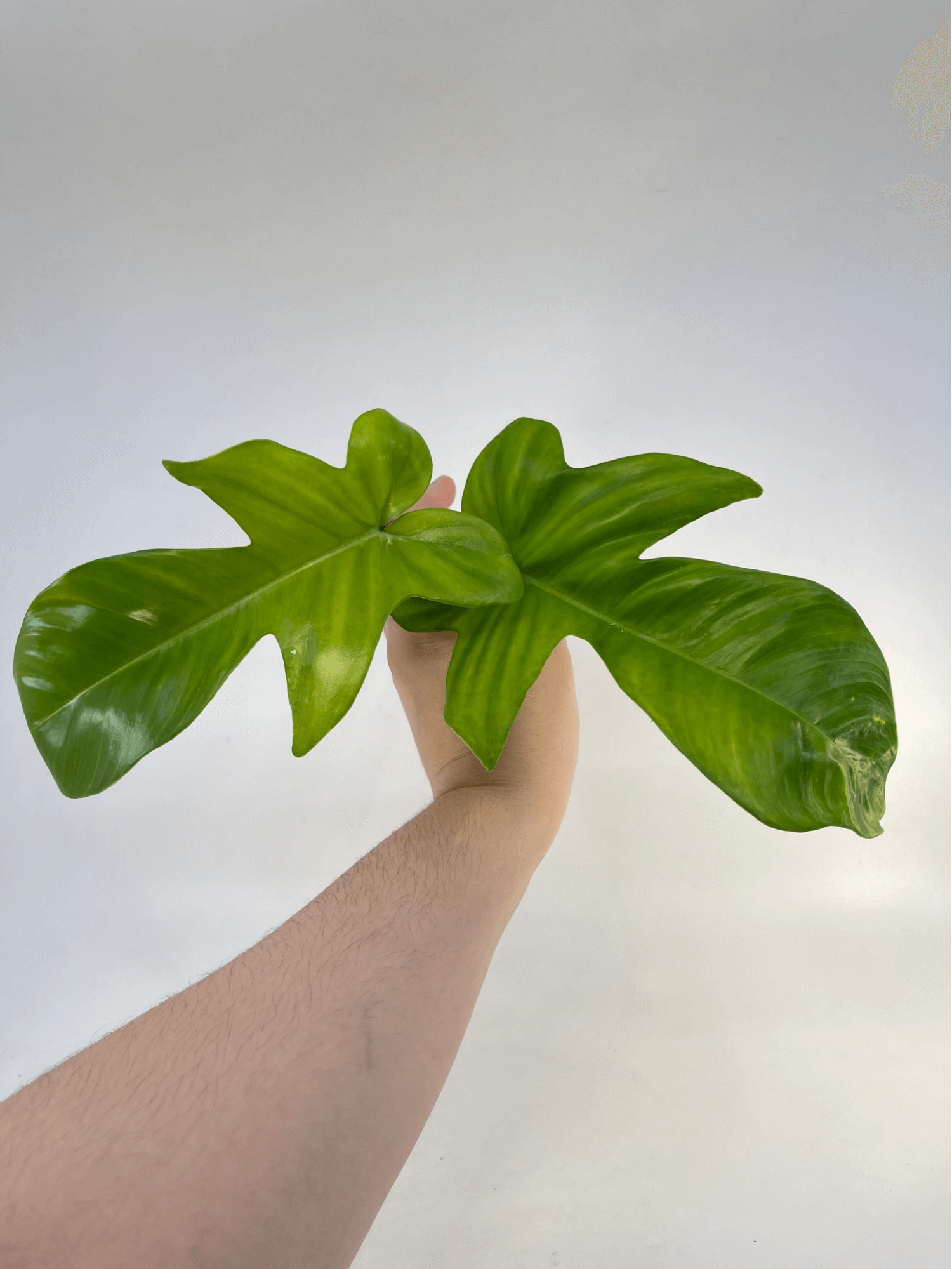 Philodendron Squamiferum (Cutting Only)