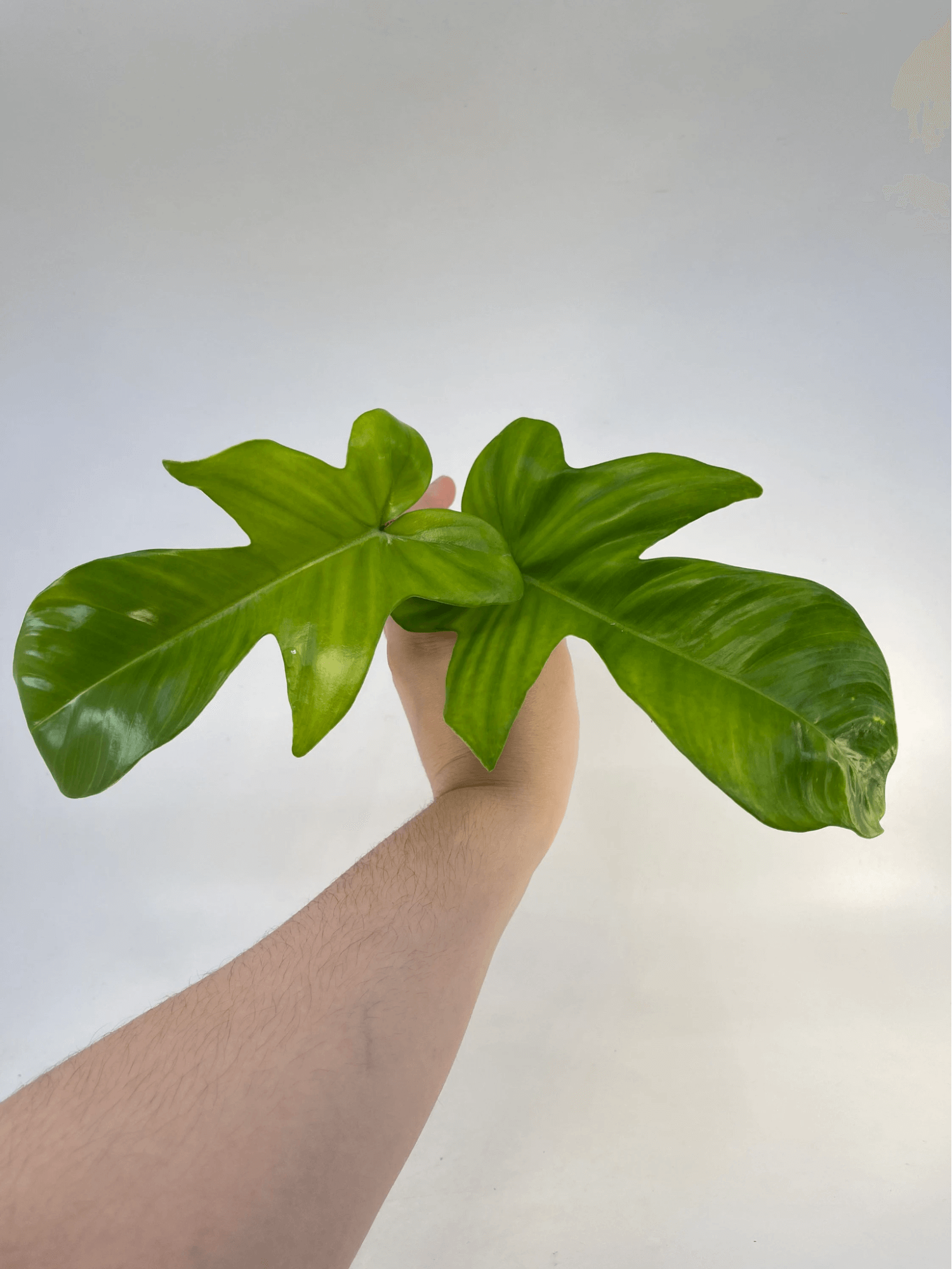 Philodendron Squamiferum (Cutting Only) Philodendron Squamiferum (Cutting Only)