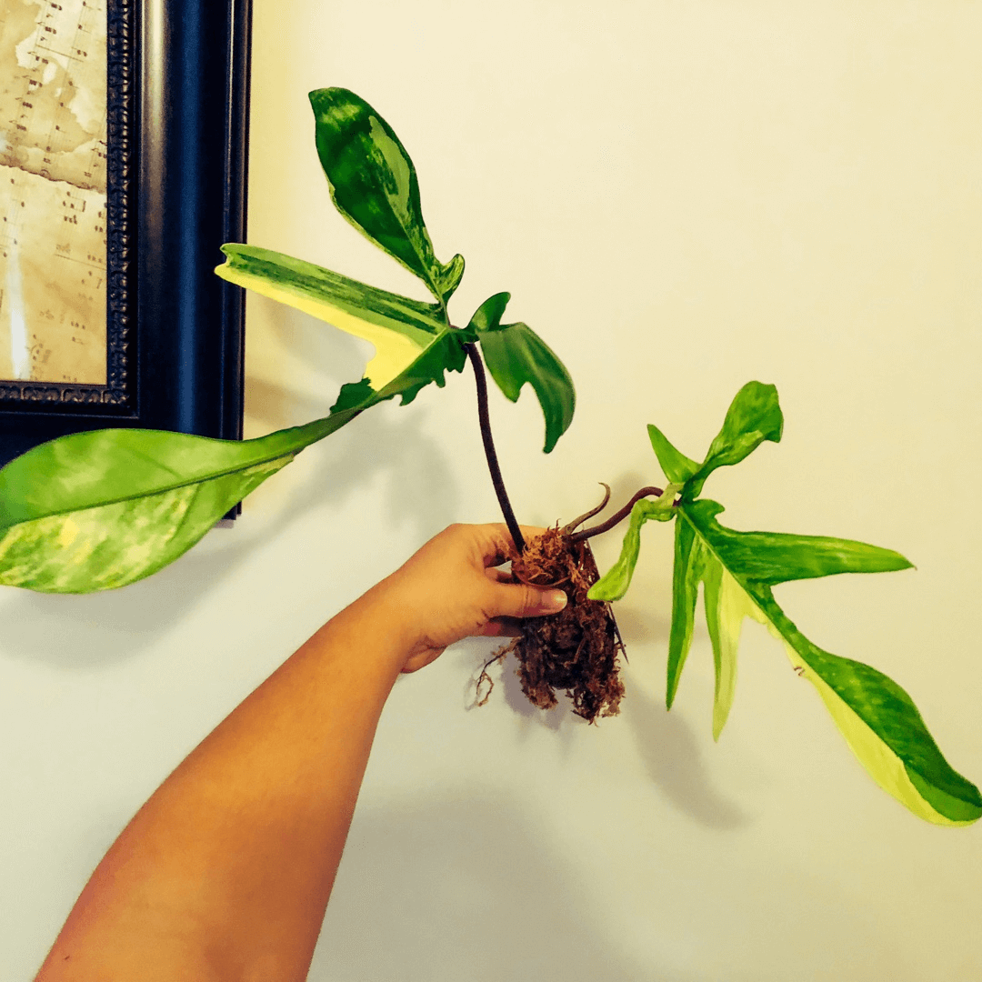 Philodendron Squamiferum leaf