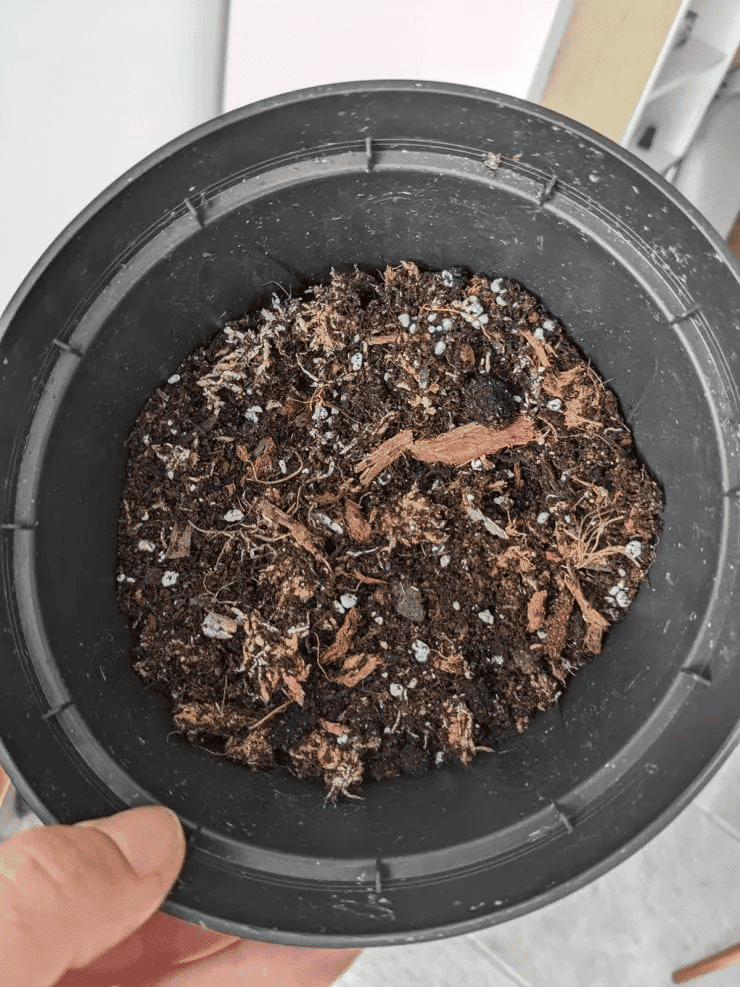 Philodendron Squamiferum soil mix