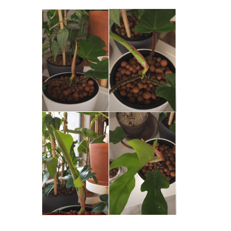 Philodendron Squamiferum Time-lapse Philodendron Squamiferum Time-lapse