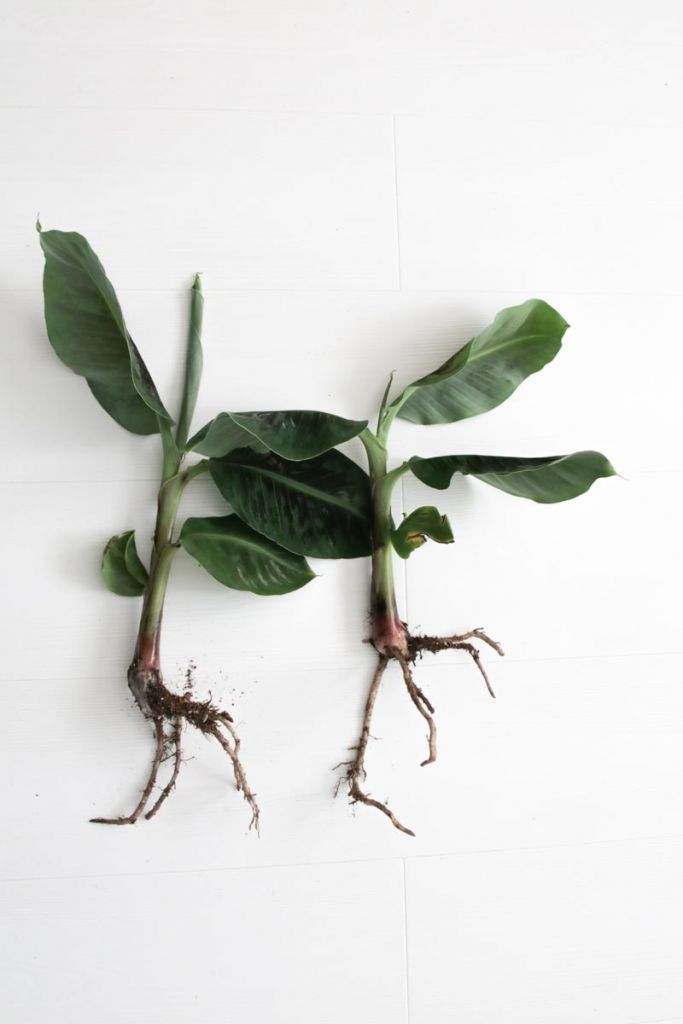 Philodendron stem cutting Philodendron stem cutting