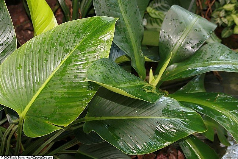 Philodendron Tatei Congo