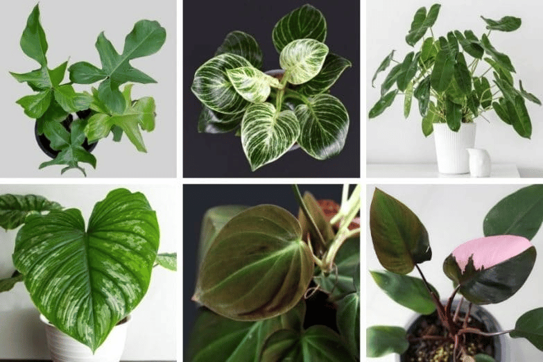 Philodendron varieties