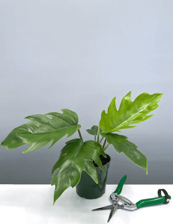 Philodendron Varities