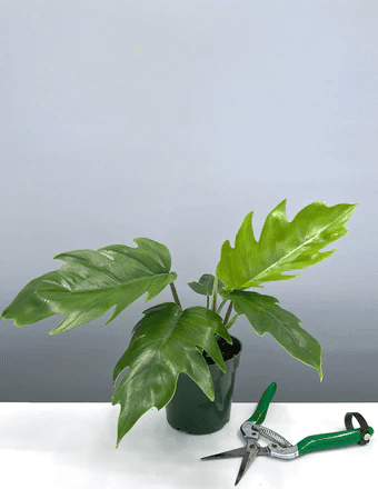 Philodendron Varities Philodendron Varities