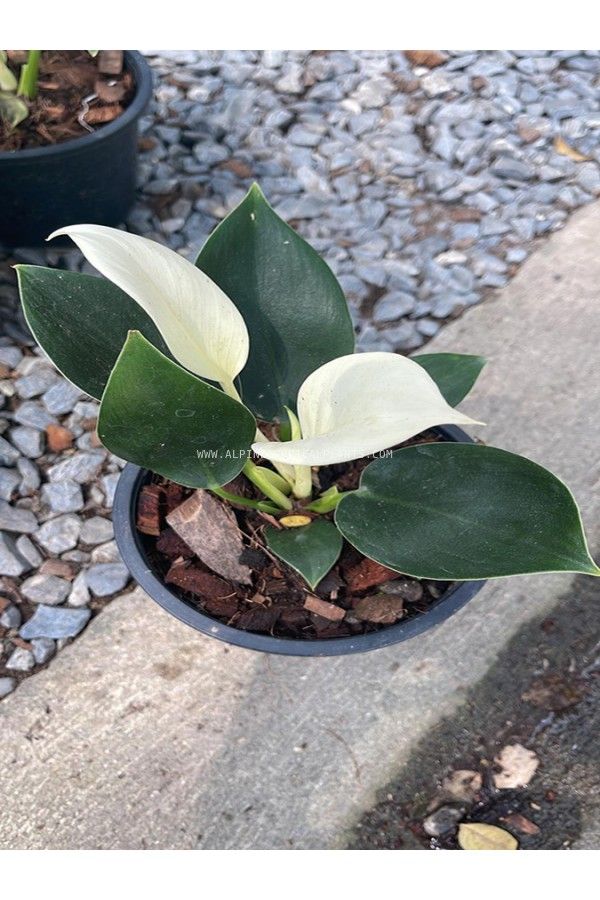 Philodendron White Congo