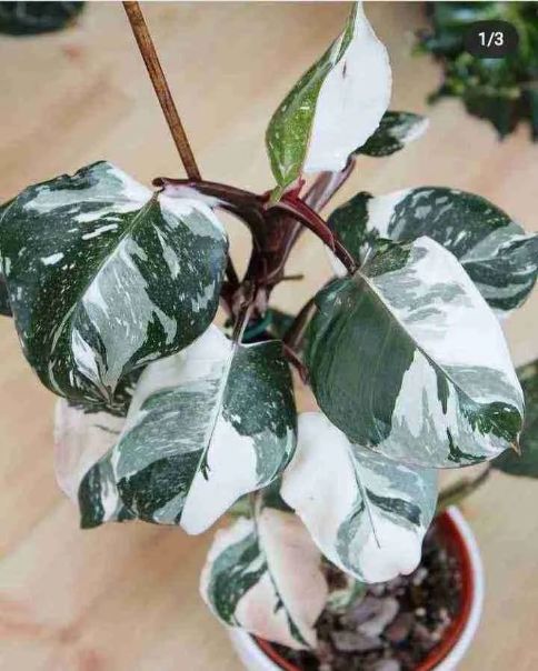 philodendron white knight