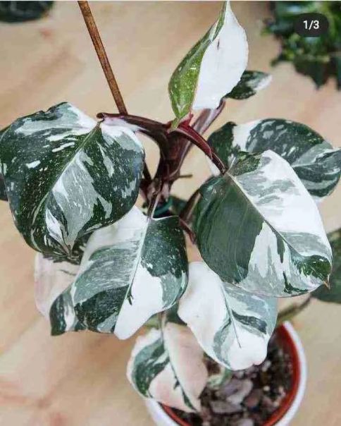 philodendron white knight philodendron white knight