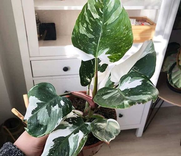 Philodendron white princess Philodendron white princess