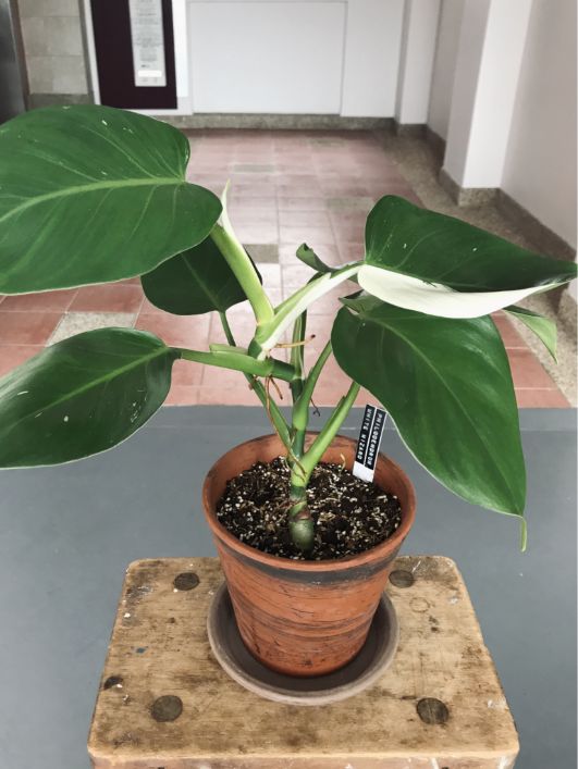 philodendron white wizard fertilizer philodendron white wizard fertilizer