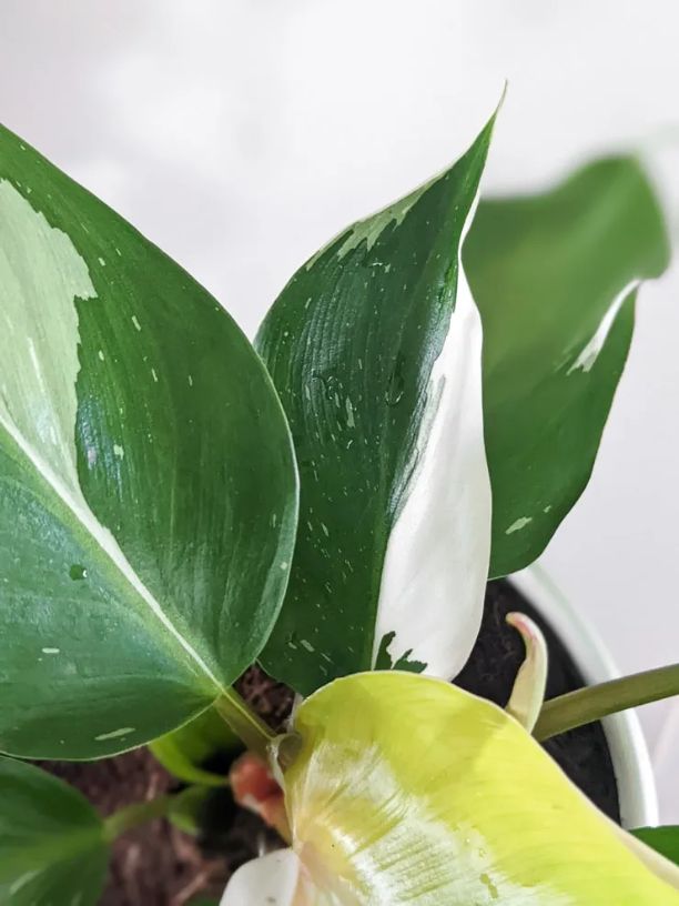 philodendron white wizard light requirements