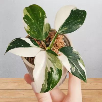 philodendron white wizard potting and repotting