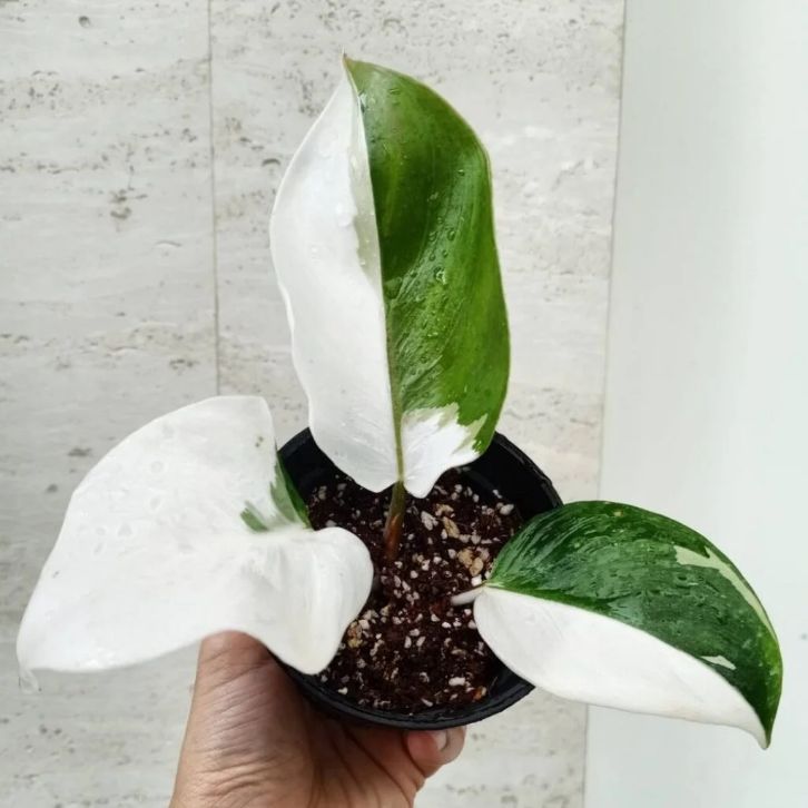 philodendron white wizard soil