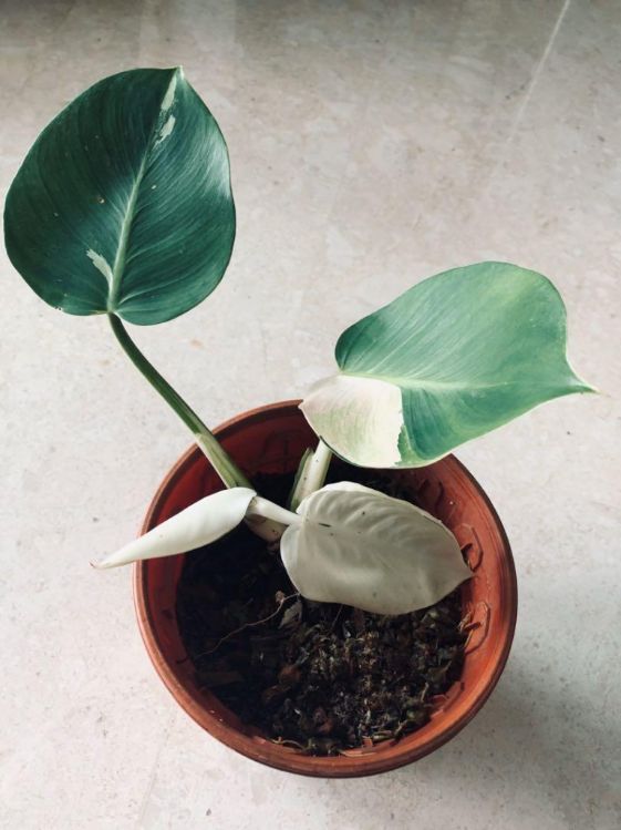 philodendron white wizard temperature and humidity