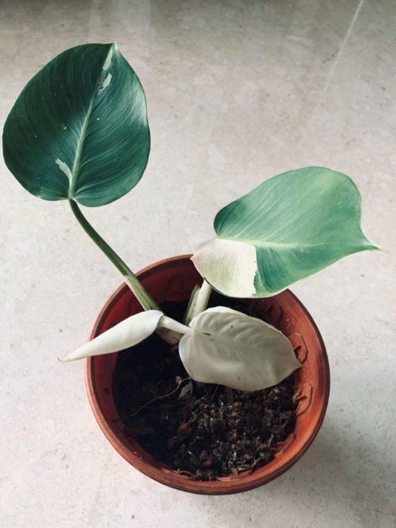 philodendron white wizard temperature and humidity philodendron white wizard temperature and humidity