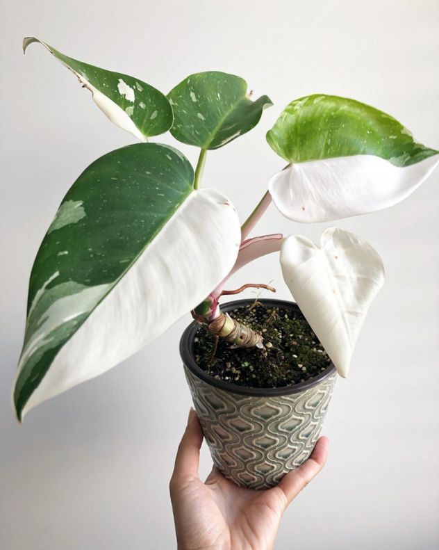 philodendron white wizard light requirements philodendron