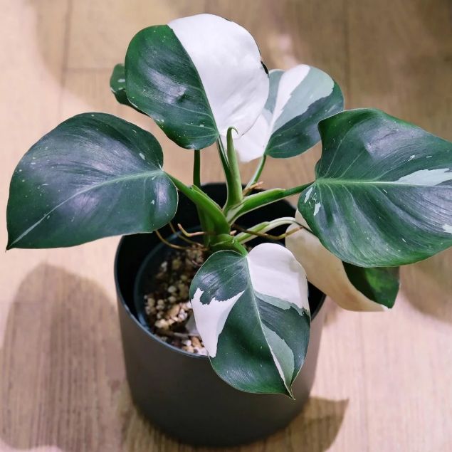 philodendron white wizard philodendron white wizard