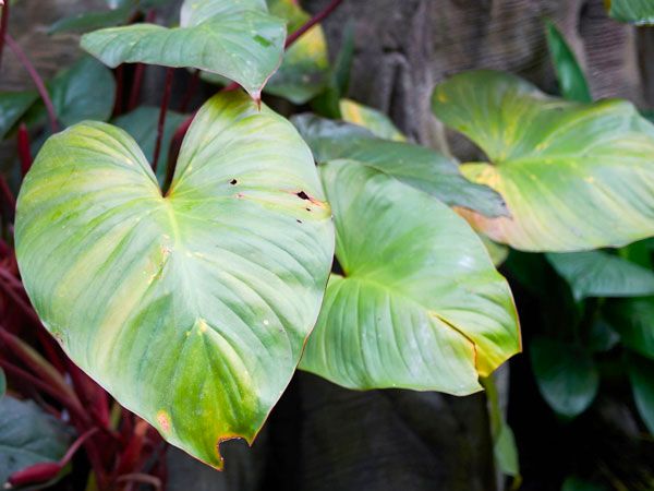 Philodendron with yellowing leaves