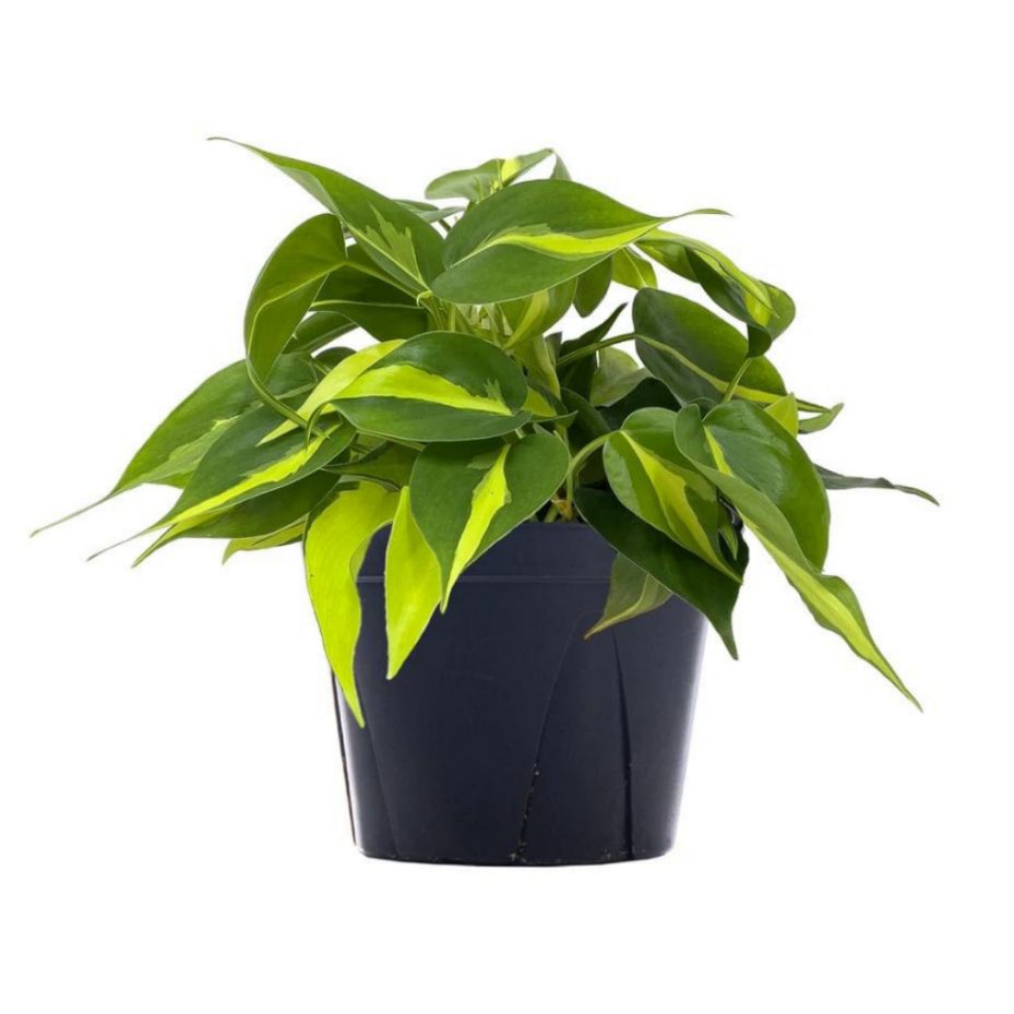 Philodendron ‘Brasil’ Philodendron ‘Brasil’