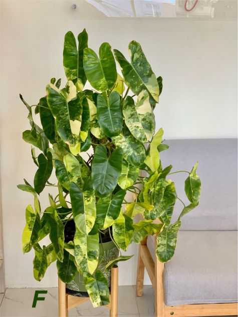 Philodendron ‘Burle Marx’ Philodendron ‘Burle Marx’