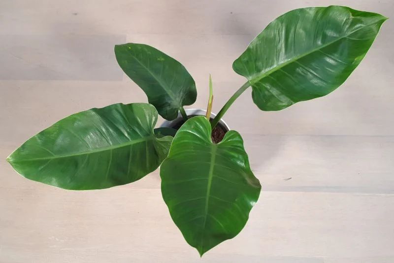 Philodendron ‘Imperial Green’ Philodendron ‘Imperial Green’
