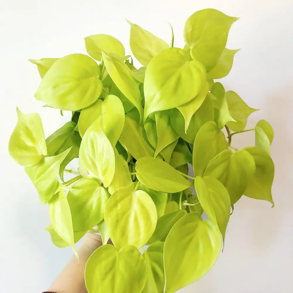Philodendron ‘Lemon Lime’ Philodendron ‘Lemon Lime’