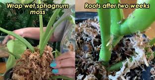 Plant propagation via air layering