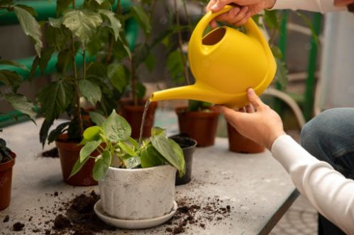 Plant watering Plant watering