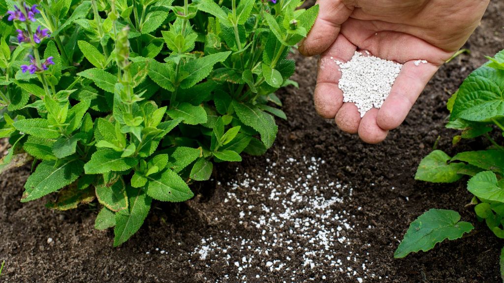 Plants on ground soil with fertilizer Plants on ground soil with fertilizer