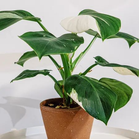 Potted philodendron golden dragon