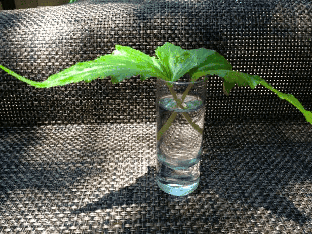 Propagating a begonia Propagating a begonia